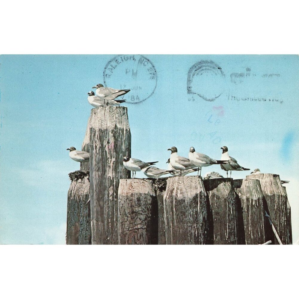 Postcard The Outer Banks of North Carolina Vintage Chrome Posted 1939-1970s